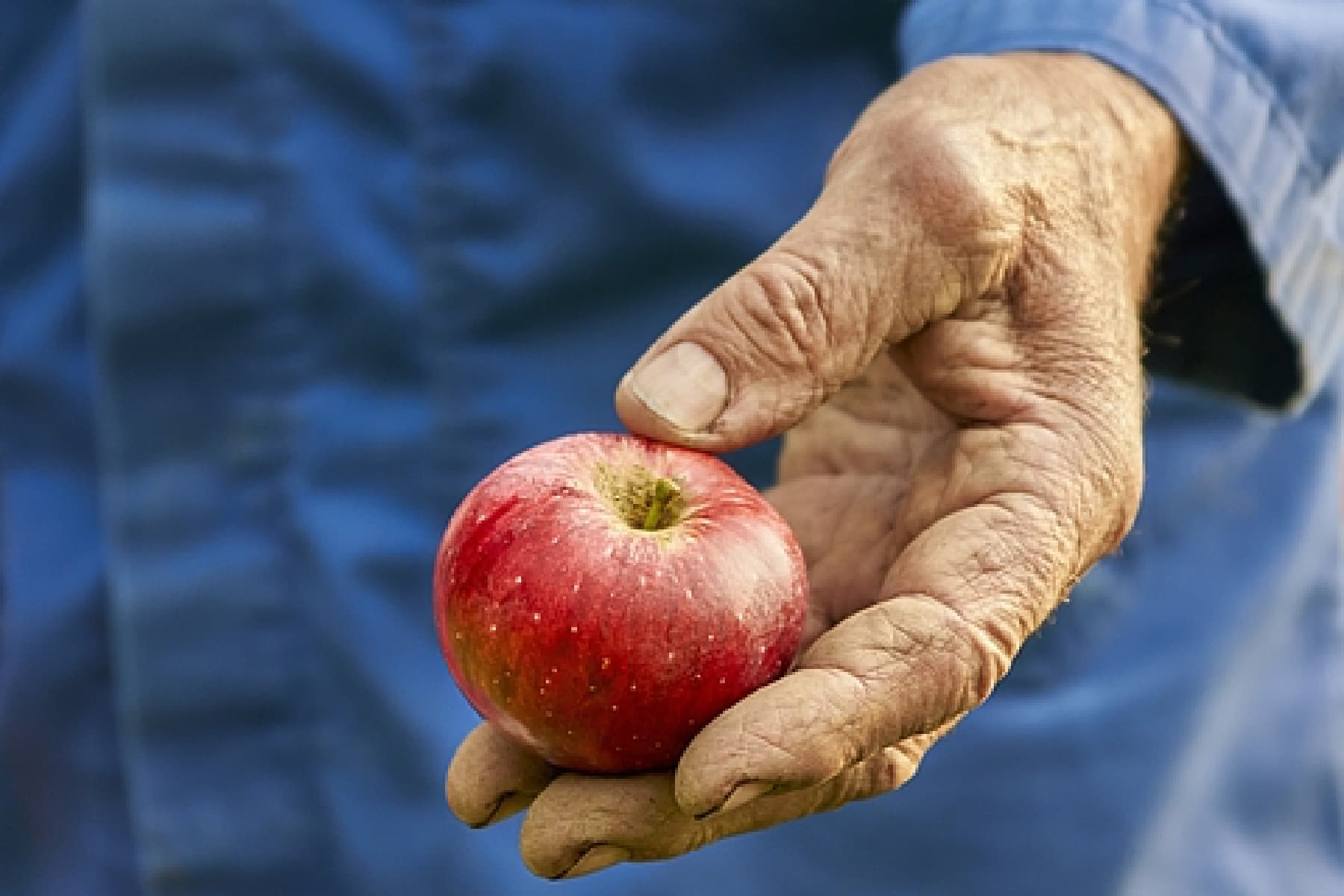 Studie zum Apfel